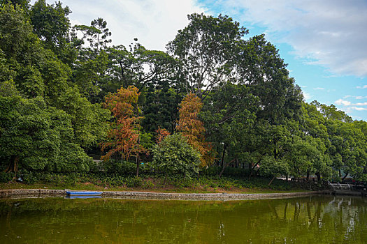 羊城广州天河公园冬季湖边水杉美景