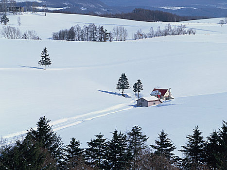 雪原,家