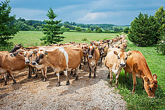 乳业,母牛,走,碎石路,靠近,长,绿色,马里兰,美国