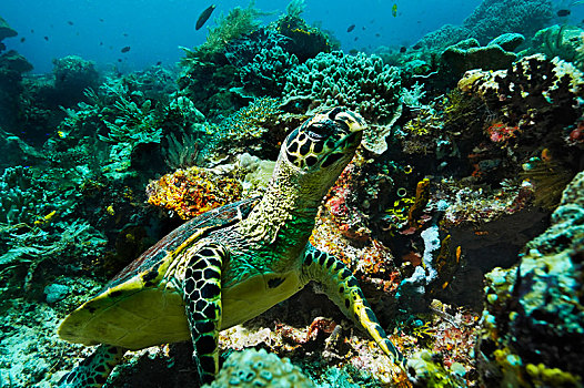 绿海龟,龟类,岛屿,海峡,西巴布亚,印度尼西亚,亚洲