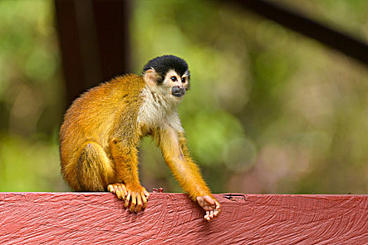 松鼠猴,坐,蓬塔雷纳斯省,哥斯达黎加,北美