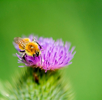 蜜蜂,蓟属植物,花,特写