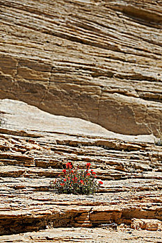 野花,大阶梯-埃斯卡兰特国家保护区,犹他,美国