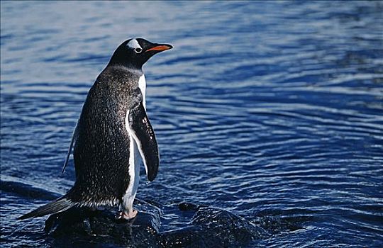 南极,南极半岛,乐园,港口,巴布亚企鹅,阿德利企鹅属