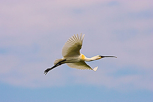 白琵鷺,普通,篦鹭,飞跃,湿地,多瑙河三角洲,欧洲,罗马尼亚