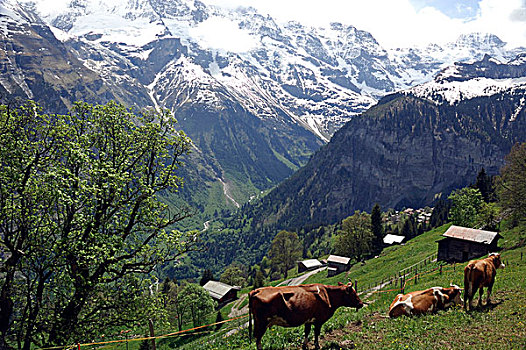 牛,放牧,土地,山,背景,阿尔卑斯山,伯恩高地,瑞士
