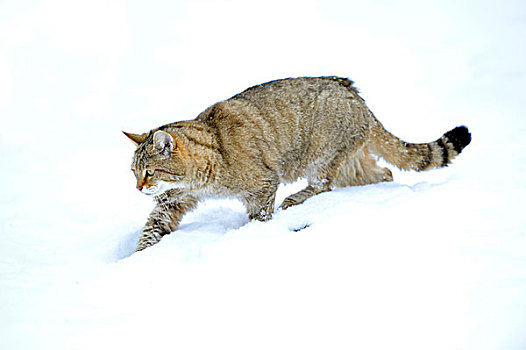 野猫科动物,幼小,冬天,徘徊