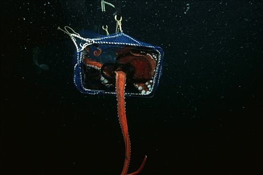 太平洋大章鱼,章鱼,公斤,四个,脚,手臂,洞,奎德拉岛,不列颠哥伦比亚省,加拿大