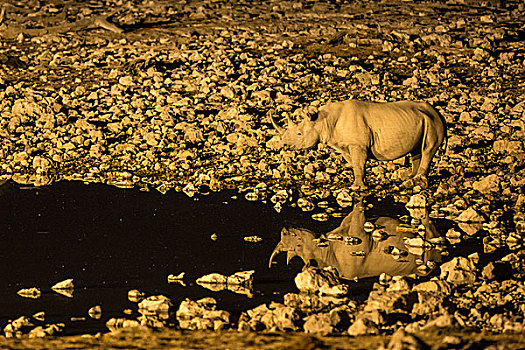非洲,纳米比亚,埃托沙国家公园,犀牛,反射,水坑,夜晚,画廊