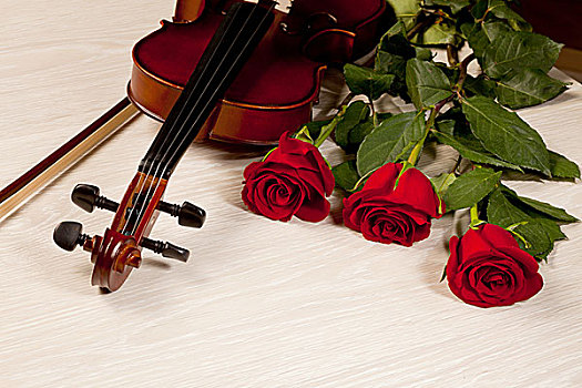 红玫瑰,小提琴
