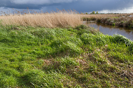 湿地,风景,自然,绿色