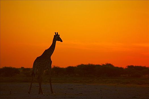 长颈鹿,日落,埃托沙国家公园,纳米比亚,非洲