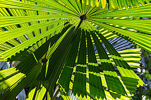扇形棕榈,叶状体,国家公园,北方,昆士兰,澳大利亚