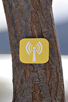 无线网络,象征,树上