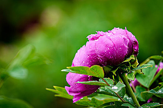 雨中的牡丹花