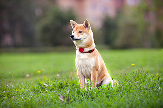 年轻,柴犬,坐,公园