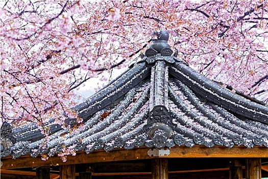哭,樱花,日本寺庙