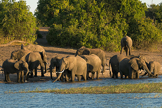 非洲,灌木,大象,非洲象,牧群,水中,喝,乔贝国家公园,博茨瓦纳
