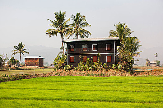 房子,围绕,稻田,缅甸
