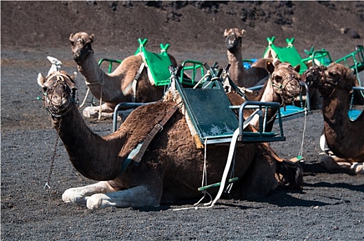 骆驼,兰索罗特岛