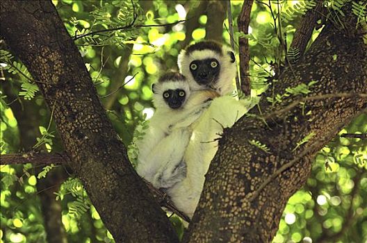 维氏冕狐猴,母亲,幼仔,贝伦提私人保护区,马达加斯加
