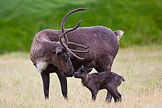 白天,老,驯鹿,幼兽,母亲,草场,阿拉斯加野生动物保护中心,阿拉斯加,夏天,俘获
