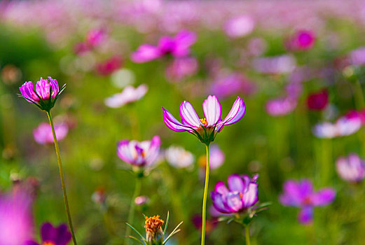 鲜花