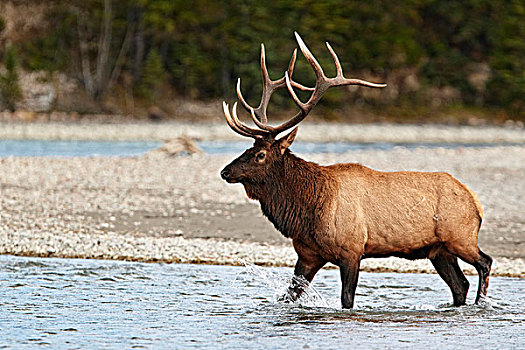 美洲,麋鹿,鹿属,成年,雄性,穿过,河,碧玉国家公园,落基山脉,艾伯塔省,加拿大