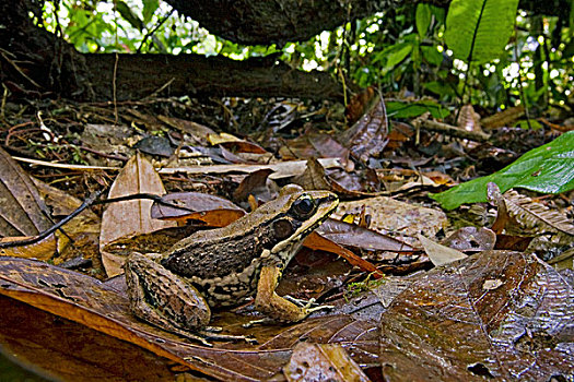 树蛙,保护色,巴布亚新几内亚