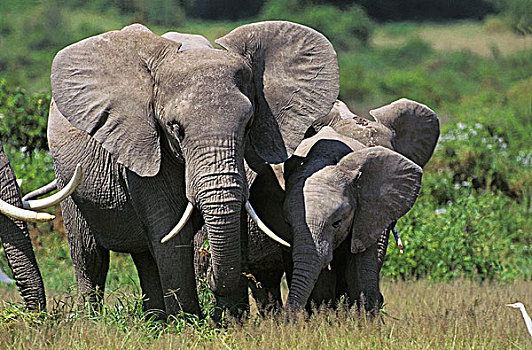 非洲象,女性,马赛马拉,公园,肯尼亚