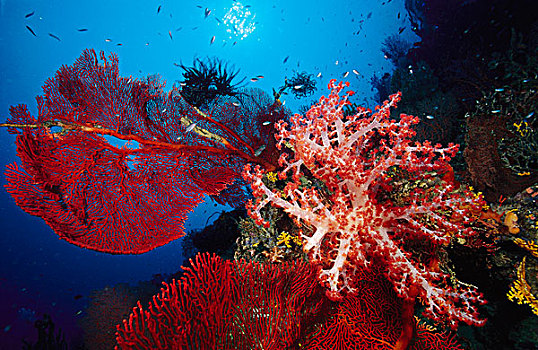 软珊瑚,海扇,所罗门群岛