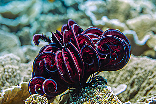 红色,毛头星,海百合,海百合纲,巴厘岛,印度尼西亚,亚洲