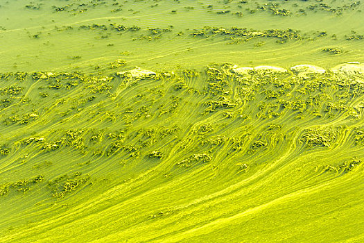 大乌河第聂伯河通过cyanobacterias覆盖,夏季炎热的结果