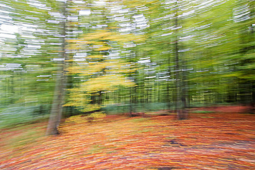 秋天,山毛榉,树林,扭曲,黑森州,德国,欧洲