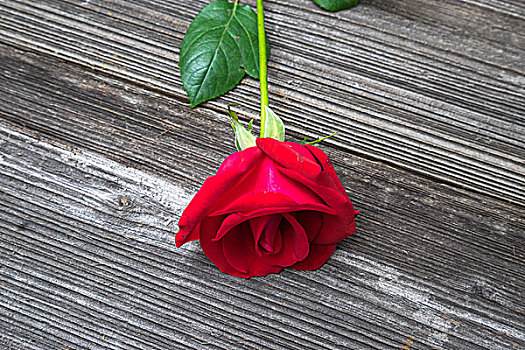 红玫瑰,老,木板