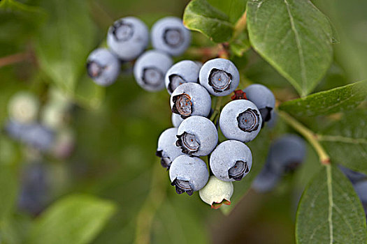 蓝莓,安大略省,加拿大