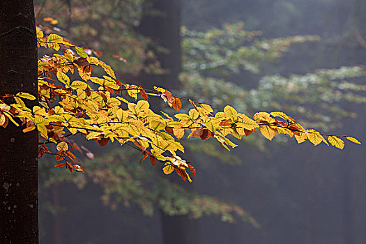 黄色,彩色,叶子,树干,秋天,山毛榉树,树林,木头,雾,巴登符腾堡,德国,欧洲