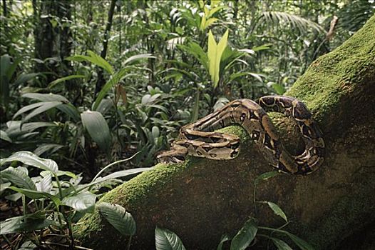 大蟒蛇,盘绕,板状根,雨林,哥斯达黎加