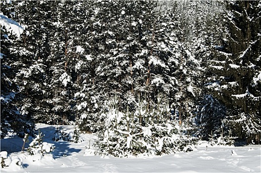 雪,冬季风景