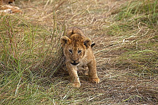 非洲狮,狮子,幼兽,马赛马拉,公园,肯尼亚