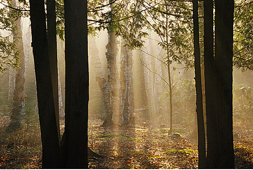 阳光,薄雾,树林,新布兰斯维克,加拿大
