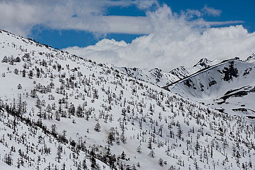 白马雪山