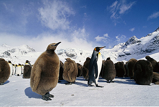 帝企鹅,金港,南乔治亚,南极