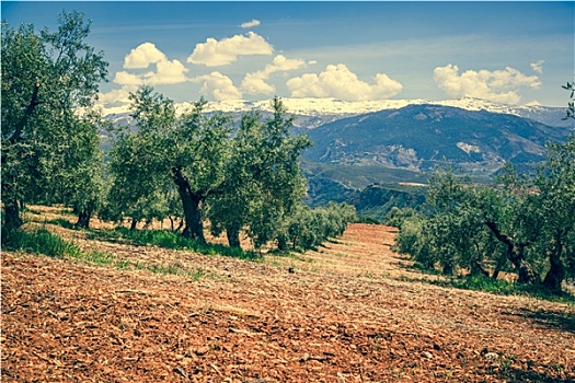 漂亮,山谷,老,橄榄树,格拉纳达,西班牙