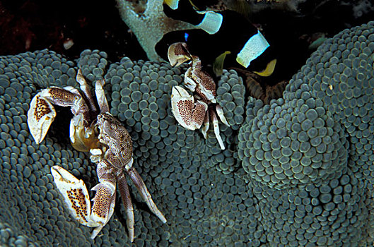 巴布亚新几内亚,瓷蟹