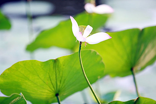 秋韵,荷花