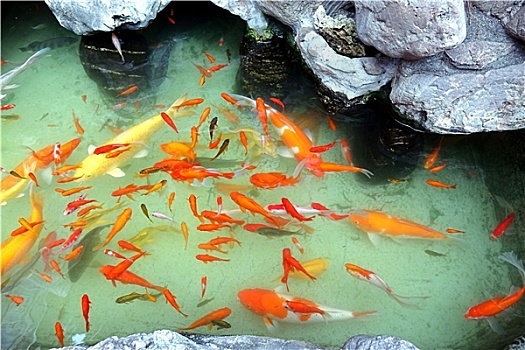 人造,水塘,彩色,金鱼