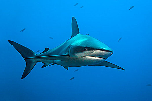 加拉帕戈斯,鲨鱼,直翅真鲨,游动,海洋,岛屿,靠近,索科罗镇,群岛,墨西哥