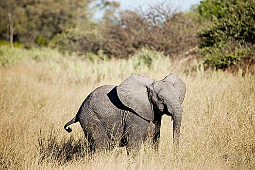 小象,奥卡万戈三角洲,博茨瓦纳,非洲