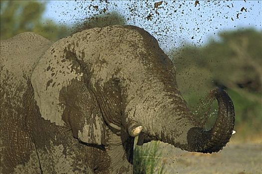 非洲象,象鼻,拿,泥,浴室,乔贝国家公园,博茨瓦纳,非洲
